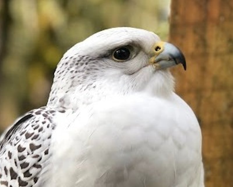 Guided Raptor Tour in Corvallis