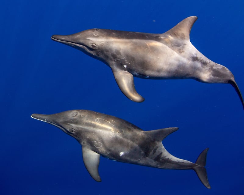 Offshore Wildlife Safari & Reef Snorkel in Kailua-Kona