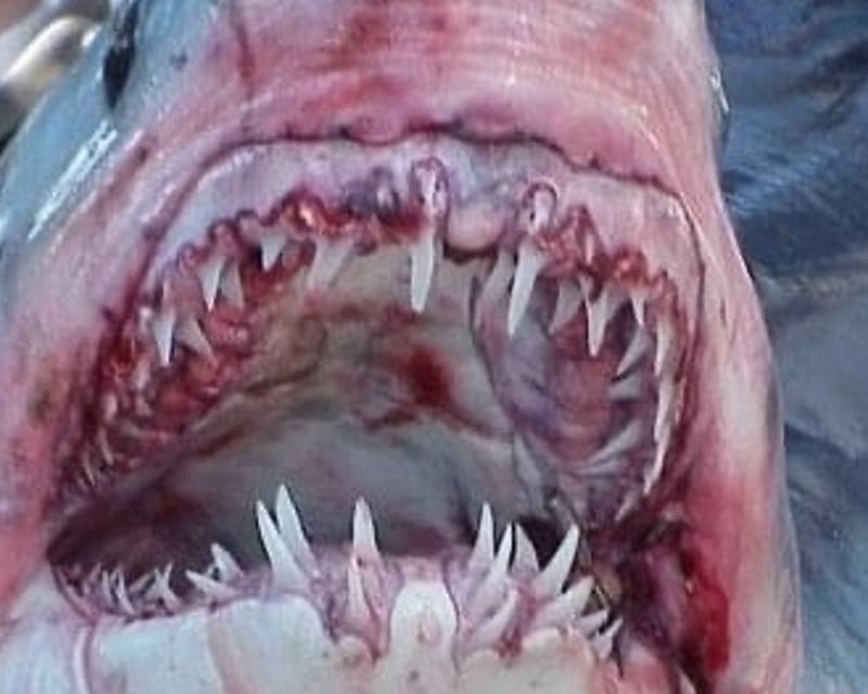 Shark Fishing Charter Off Cape Cod