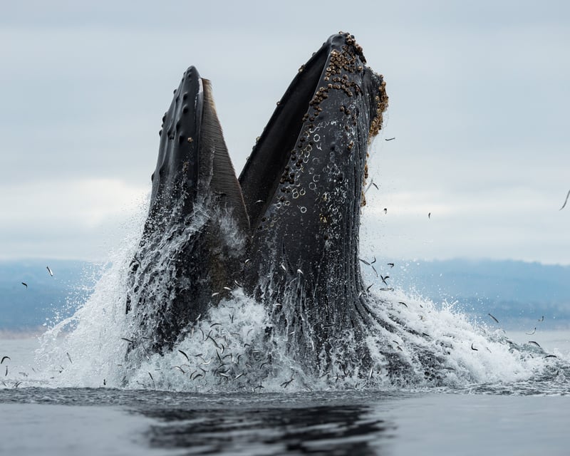 Small-Group Monterey Bay Whale Watching from Moss Landing