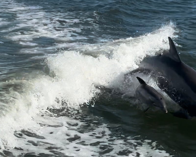 Anna Maria Island Dolphin & Wildlife Tour