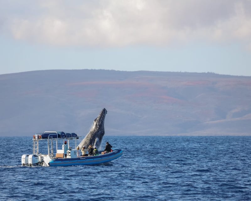 Maui Whale Watching Tour