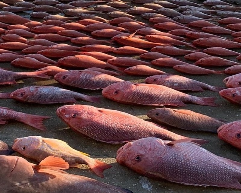8-Hour Bottom Fishing Charter in Panama City Beach