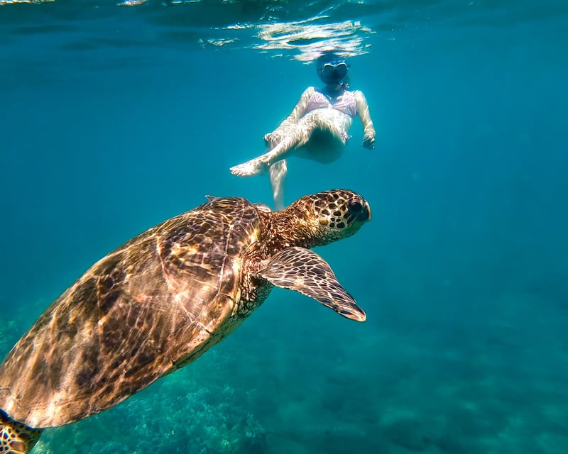 Kealakekua Bay Snorkel Tour to Captain Cook Monument