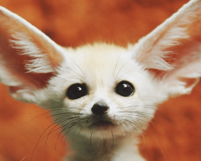 Addon image