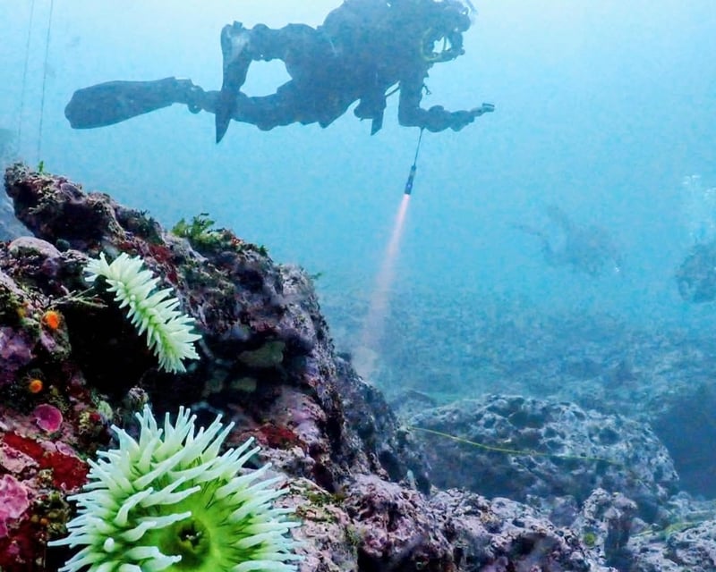 Guided Kelp Forest Shore Dive in Monterey