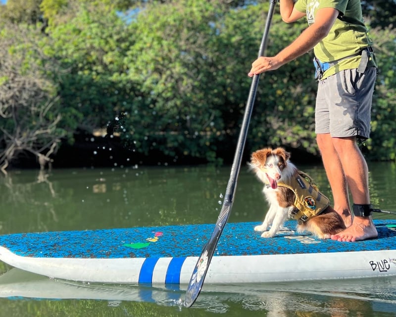 Stand Up Paddle Board Lesson With Your Dog in Haleiwa
