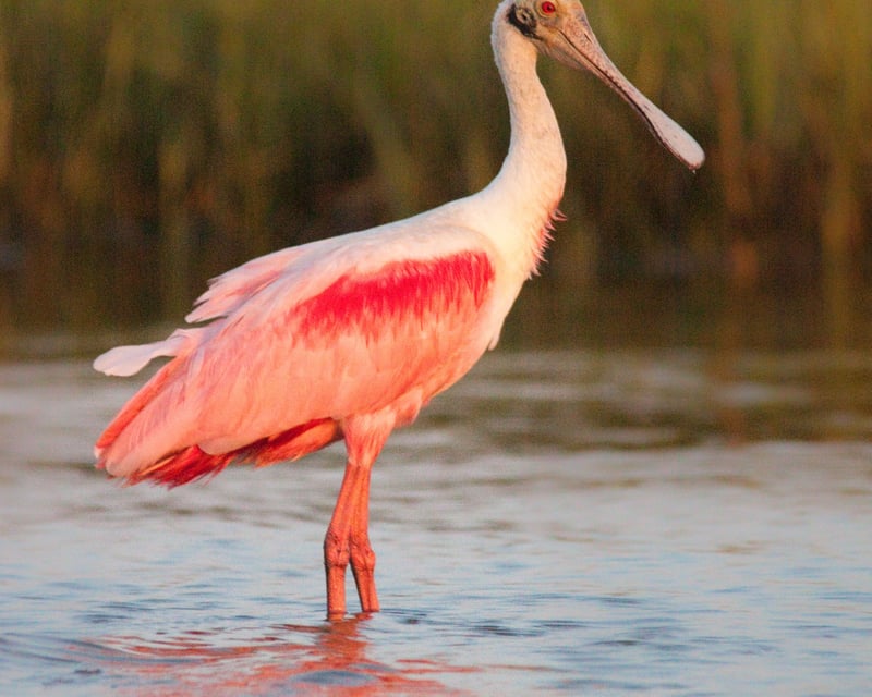 Self-Guided Spring Migration Birding in Galveston