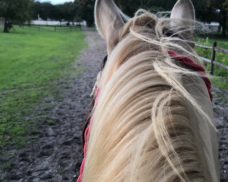 Family-Friendly Horseback Trail Ride in Pinellas Park