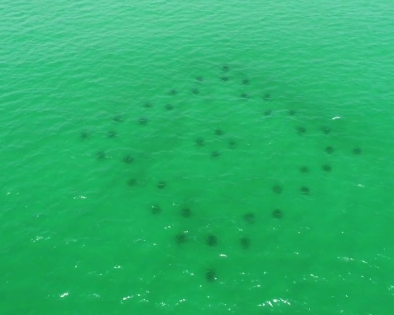 Reef Snorkeling Charter in Fort Walton Beach