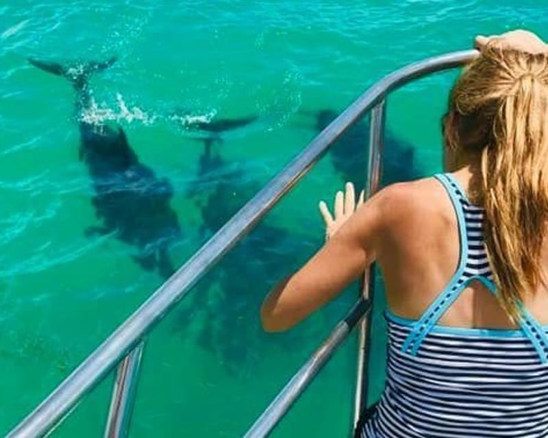 Dolphin Charter in Key West