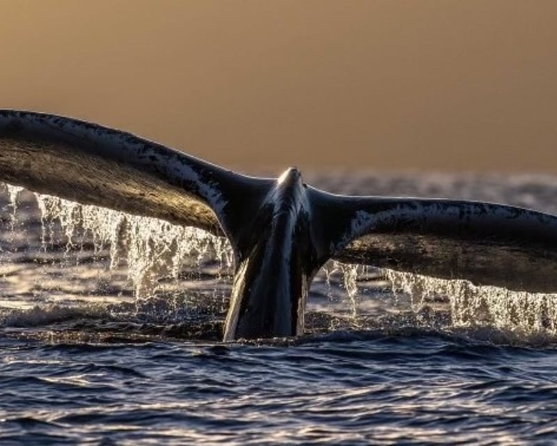 Maui Whale Watch Photography Charter