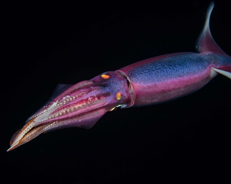Blackwater Night Dive Charter in Kailua-Kona