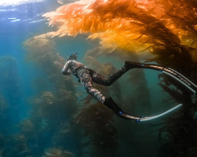 Channel Islands Freediving & Spearfishing Trip from Ventura