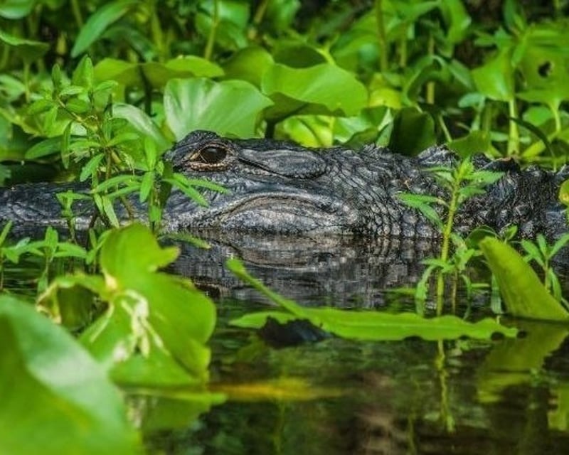 8-Mile Wild River Alligator Paddle Tour Near Orlando