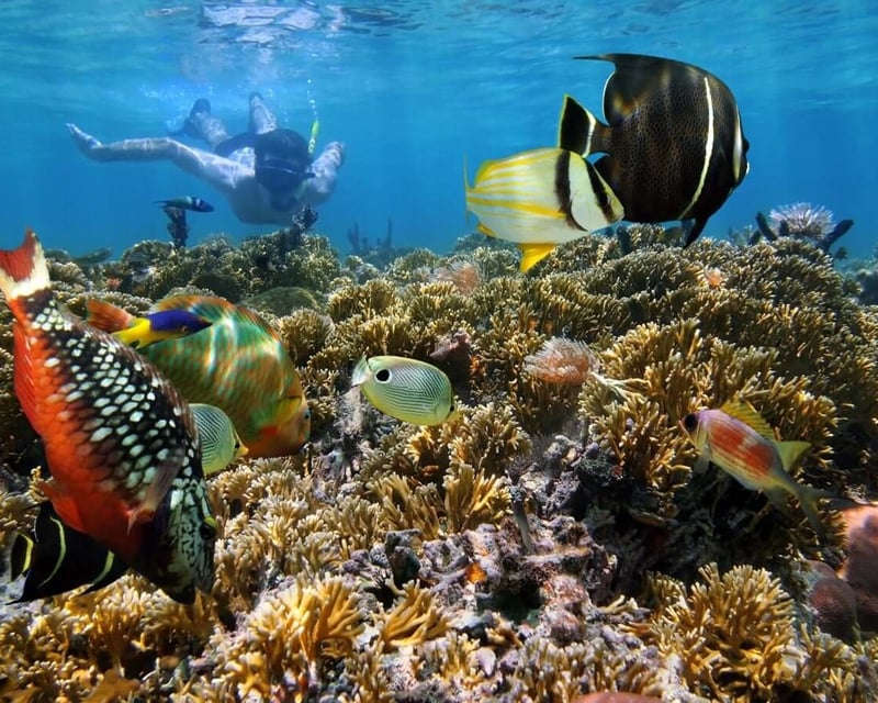 3-Hour Key West Two-Reef Snorkel & Sunset Cruise