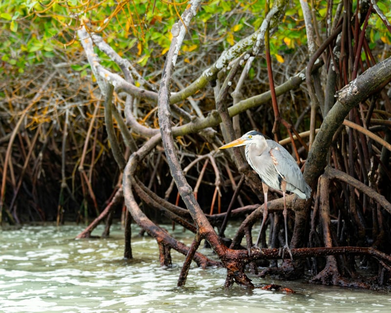 4-Hour Biscayne Bay Wildlife Cruise From Miami