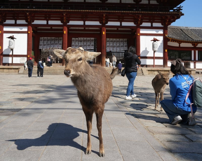 Himeji, Kobe & Nara Guided Tour From Osaka