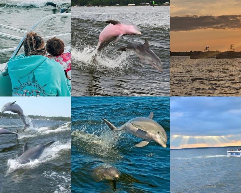 Sunset Dolphin Watching Cruise in Orange Beach