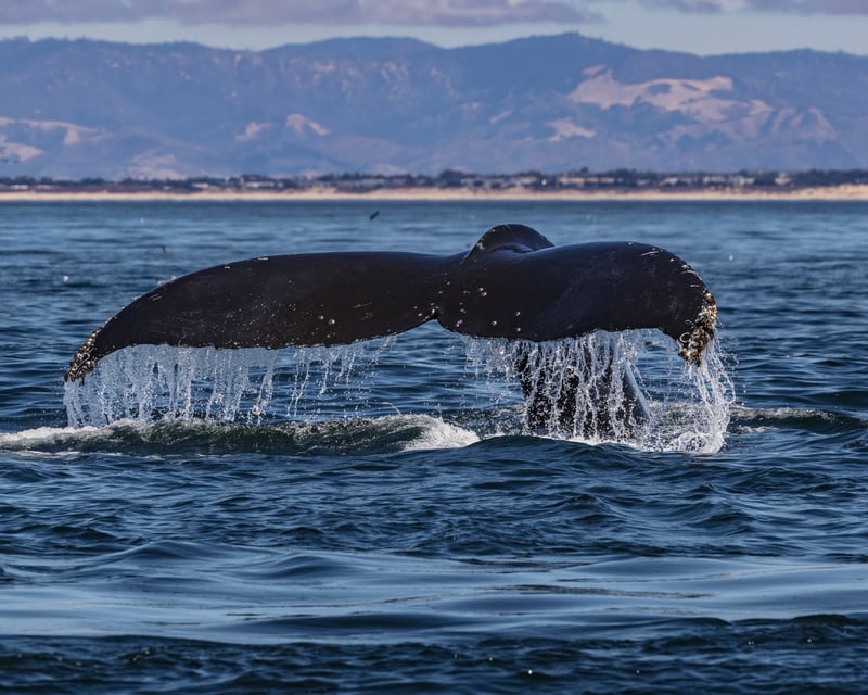 3 Hour Afternoon Whale Watch
