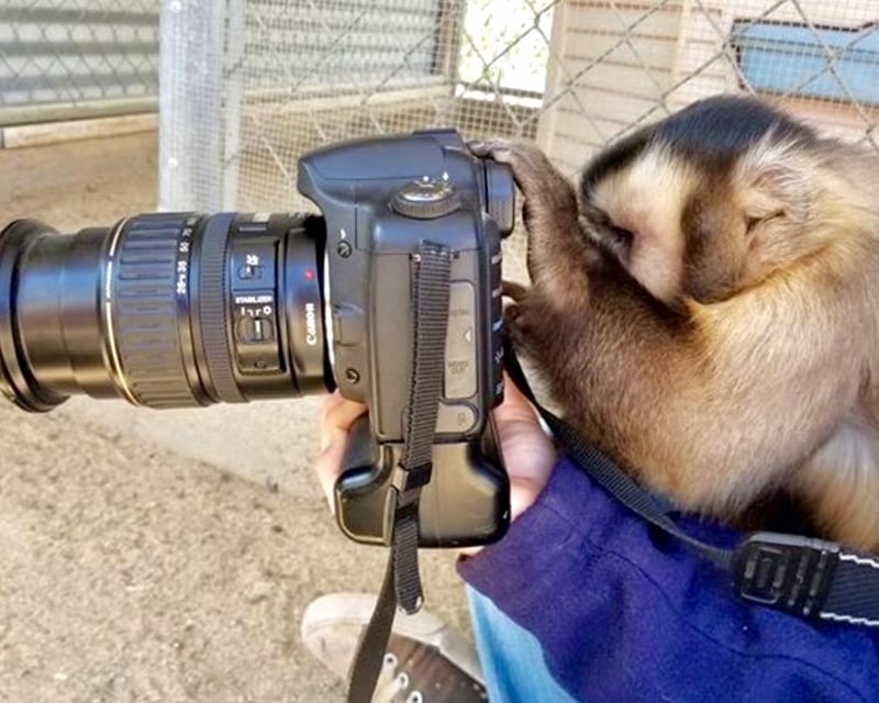 VIP Animal Encounter at Animal Tracks Sanctuary