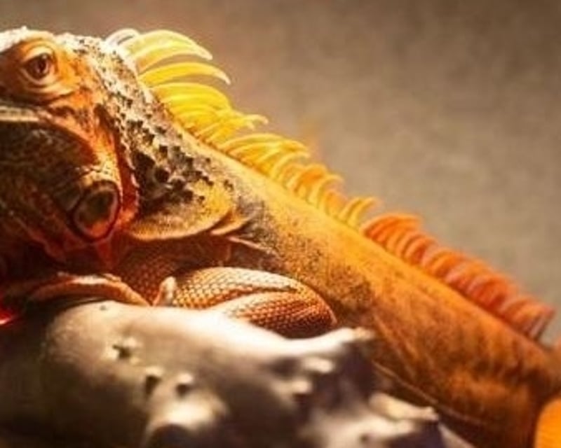 Hands-On Reptile Encounter in Bonsall