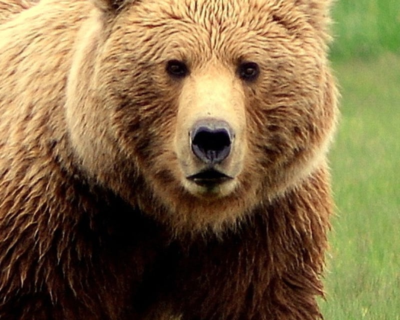 Addon image