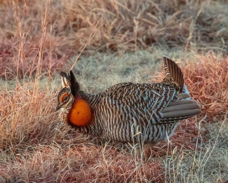 Prairie Chicken Lek Viewing Tour