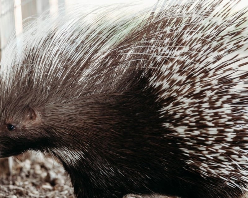 North Texas Safari Park Birthday Party & Lemur Encounter