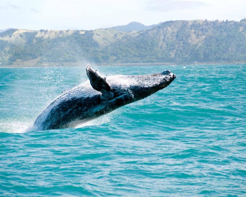 Private Whale Watching Charter in Honolulu