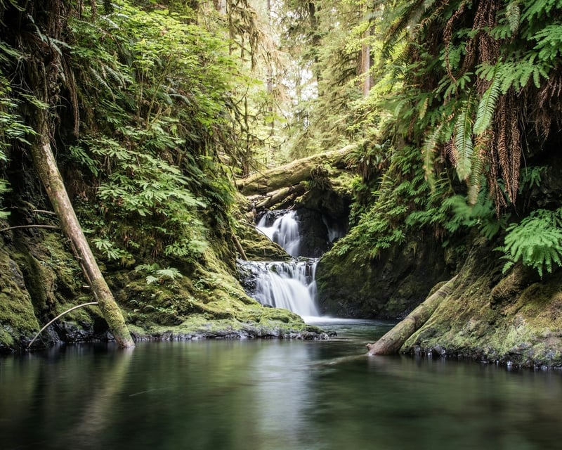 Guided Full-Day Tour & Hike of Olympic National Park