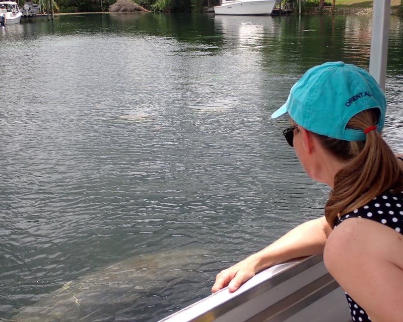 Kings Bay Manatee & Wildlife Boat Tour in Crystal River