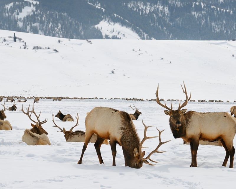 Sunrise or Sunset Wildlife Safari in Grand Teton