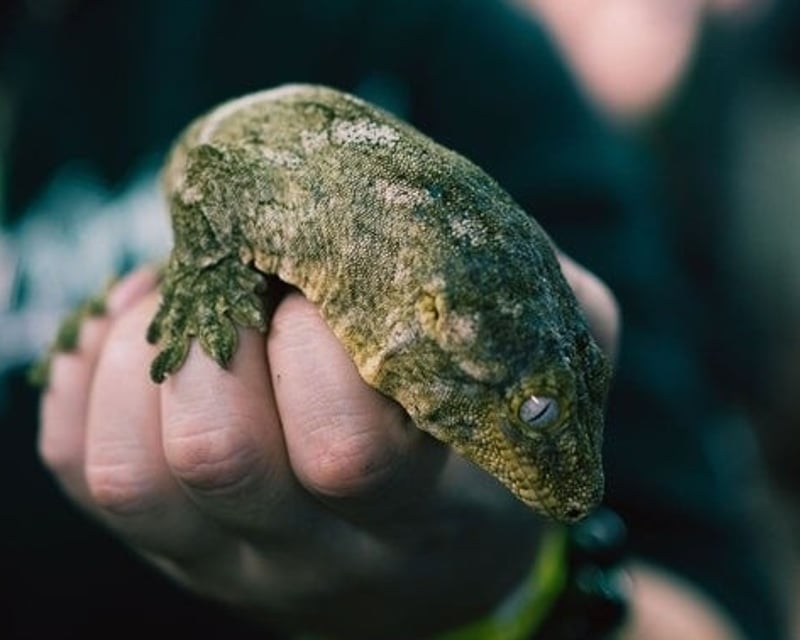 Private Morning Reptile Birthday Party in Ballwin