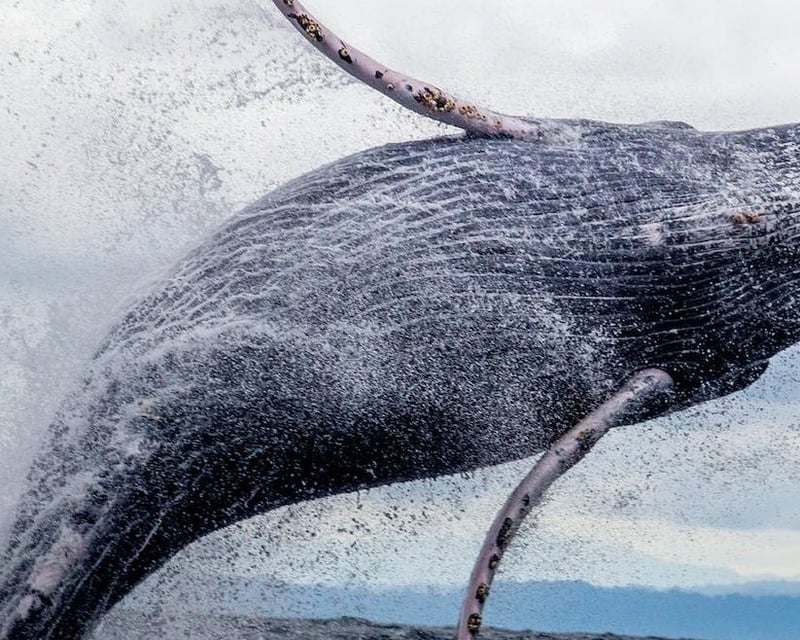 8-Hour Whale Watch Cruise on Oahu's South Shore