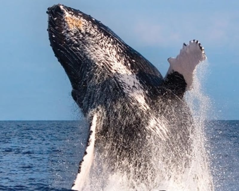 Kona Coast Whale Watch Cruise