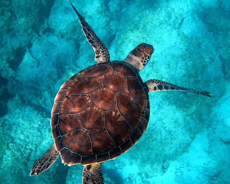 Guided Turtle Town Snorkel in Maui