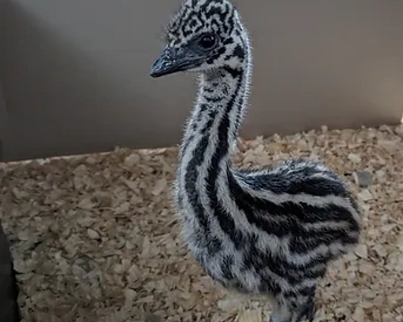 Baby Wallaby & Emu Encounter in Finksburg, MD
