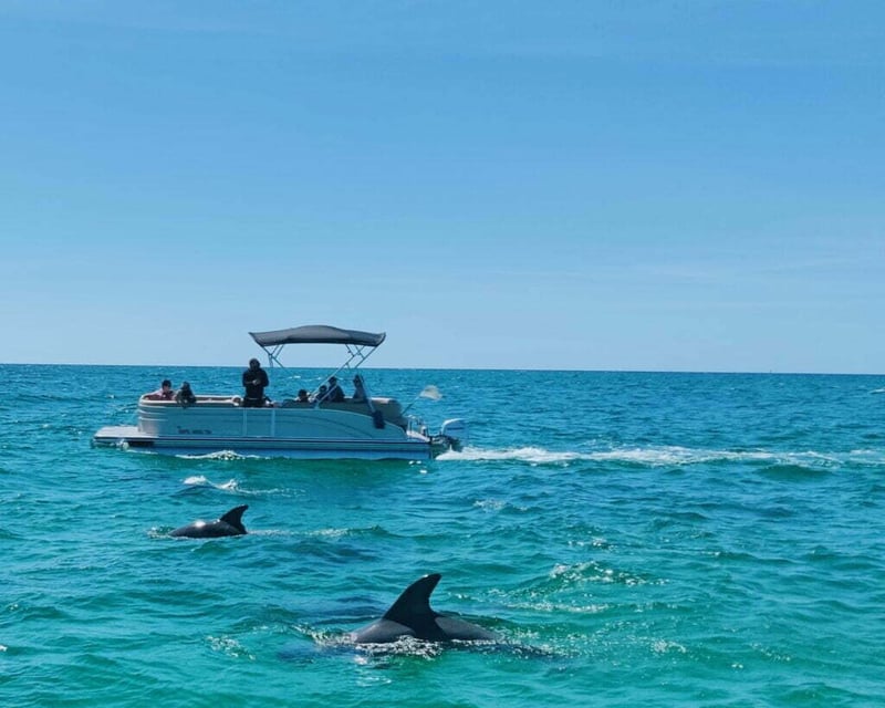 Private Shell Island Dolphin & Snorkel Boat Tour