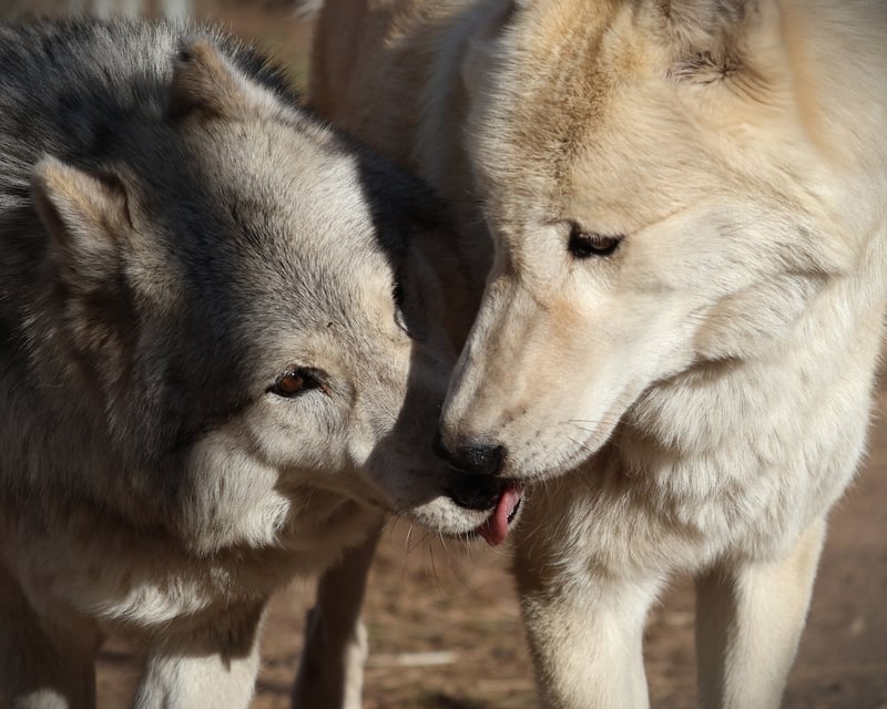 Wolf Conservation Guided Tour in California