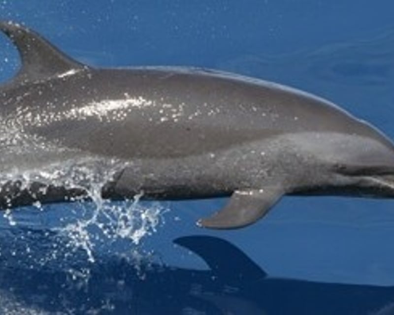 Private Anna Maria Island Dolphin Tour & Sandbar Stop