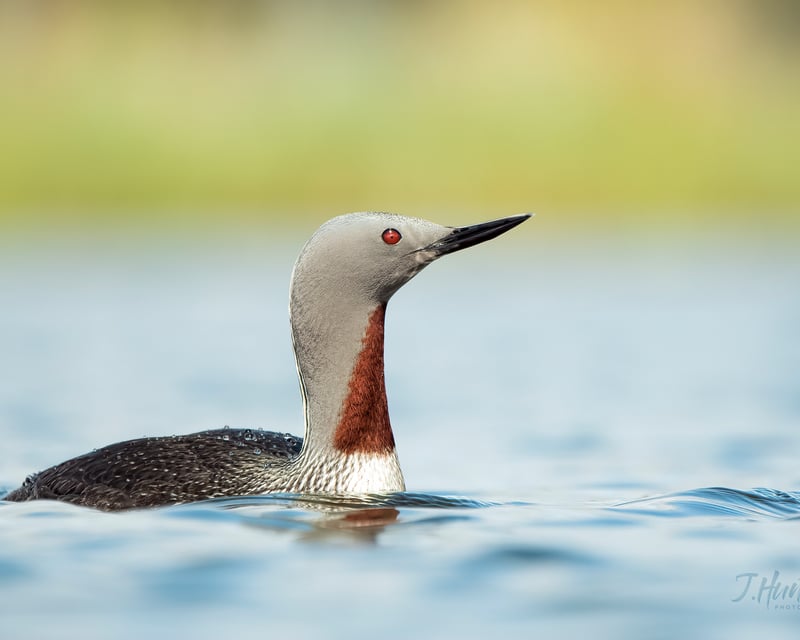 Bird Photography Tour in Anchorage with a Pro Guide