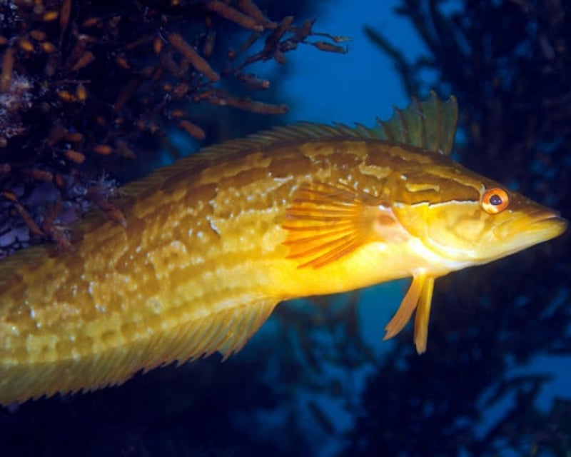 Kelp Forest Snorkel Tour in Rancho Palos Verdes