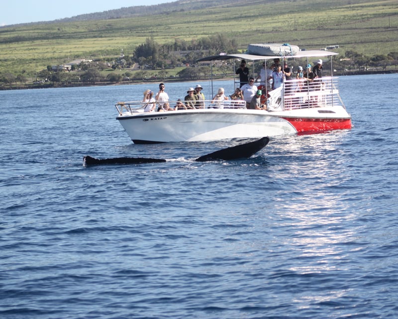 Small-Group Whale Watching from Lahaina