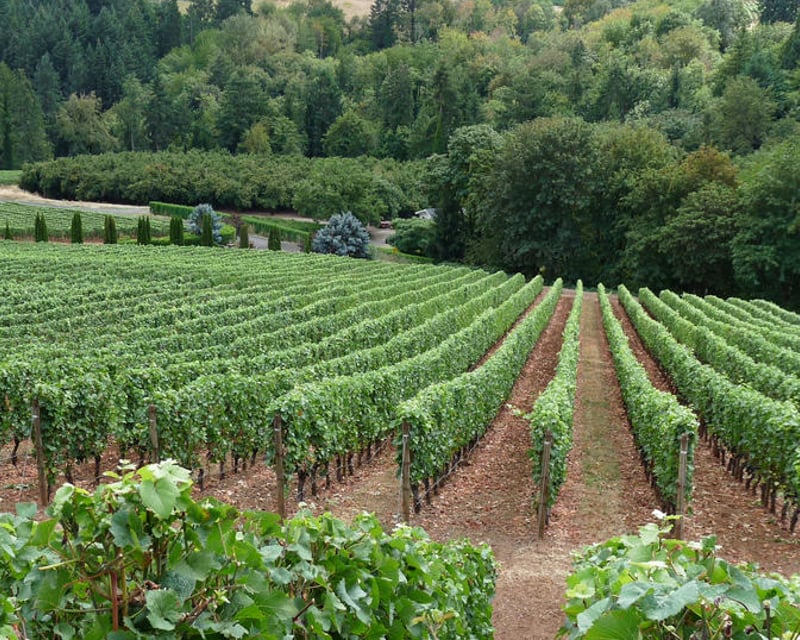 Private Boutique Winery Tour from Portland