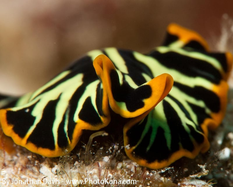 2-Tank Morning Dive & Snorkel Charter in Kailua-Kona