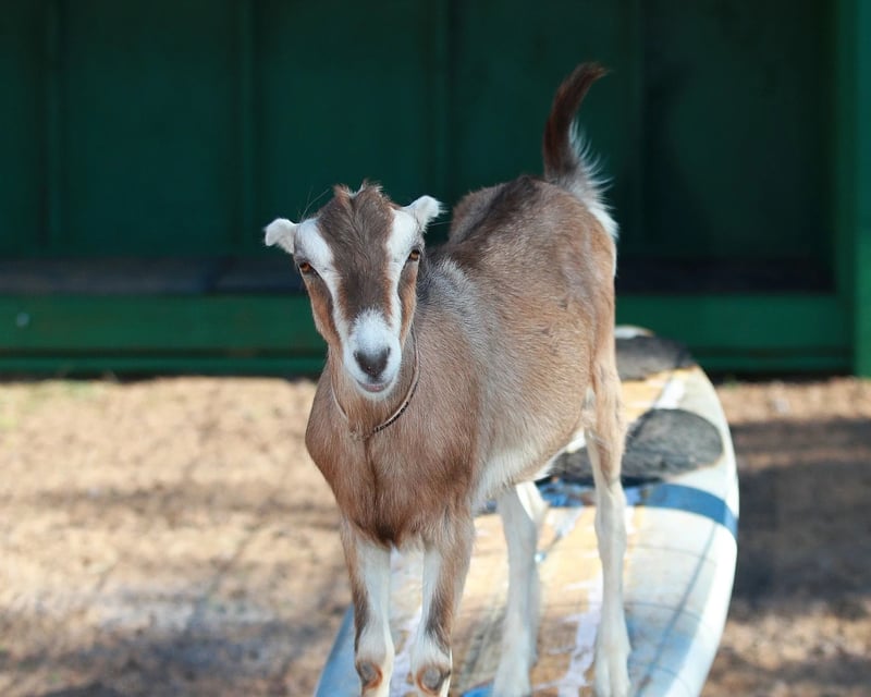 Goat Dairy Farm Tour & Cheese Tasting in Kula, Maui
