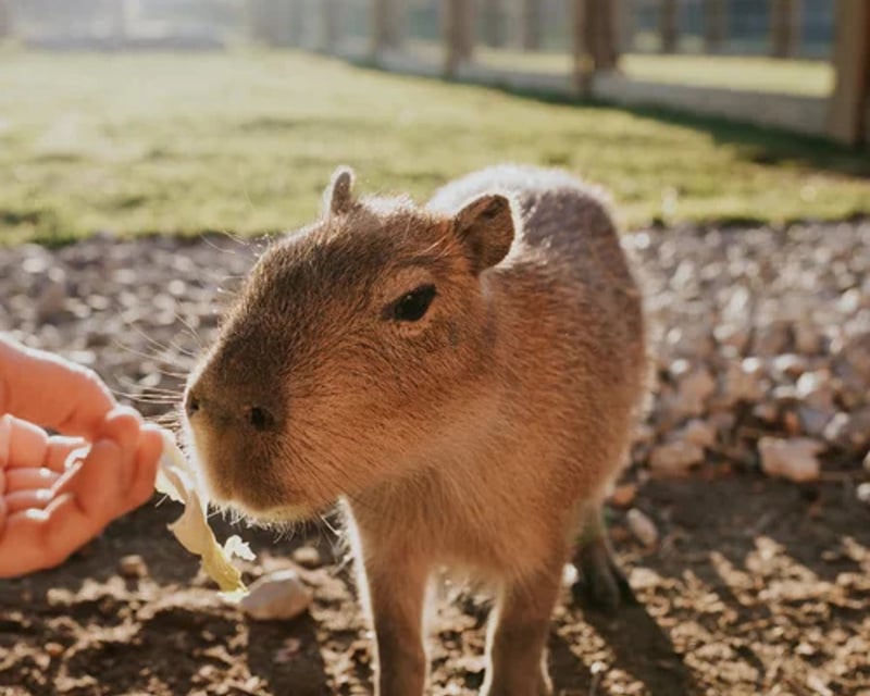 Private Capybara Encounter in Sweetwater