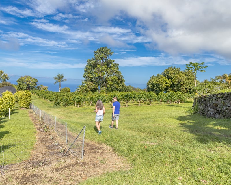 Kona Coffee & History Guided Shore Tour