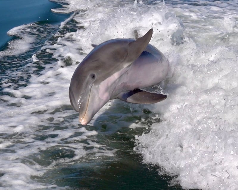 4-Hour Dolphin & Snorkeling Charter in Bradenton Beach